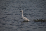 Snowy Egret