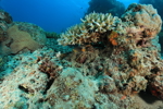 Reef Life