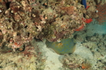 Blue Spot Ray