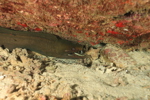 Green Moray