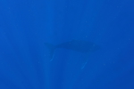 Male Humpback