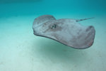Ray