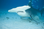 Hammerhead Shark