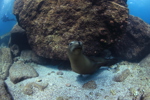 Sea Lion