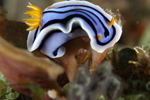 Elisabeth's Chromodoris