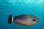 Bignose Unicornfish