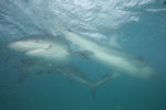 Bull Sharks