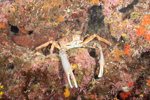Channel Clinging Crab