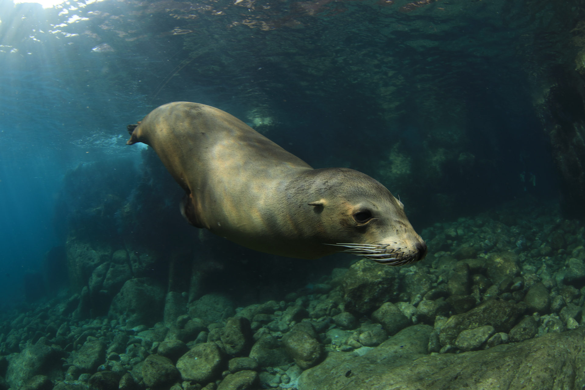 Sea Lion (Nov 16, 2021)