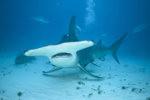 Queen Hammerhead