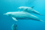 Dolphin Feeding