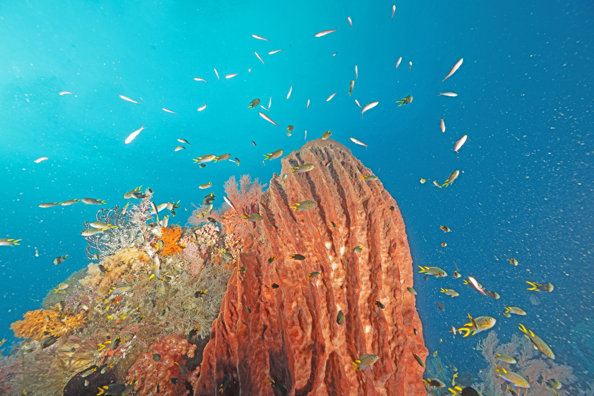 Beautiful Reef (Jan 22, 2026)