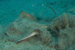 Blue Spot Stingray