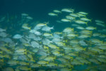 School of Fish