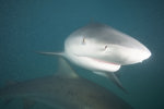 Bull Shark