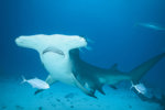 Queen Hammerhead
