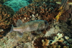 Porcupine Fish