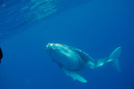 Humpback Calf
