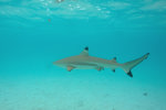 Blacktip Reef Shark