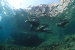 Sea Lions Playing